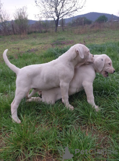 Photos supplémentaires: chiots dogue argentin