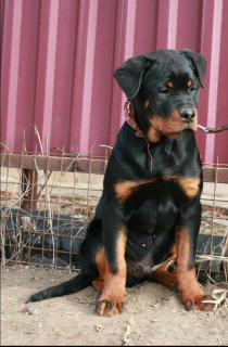 Photo №1. rottweiler - à vendre en ville de Astrakhan | 316€ | Annonce №6590