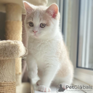 Photo №3. Des chatons British Shorthair affectueux en attente dune belle maison. Estonie