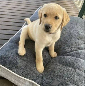 Photo №1. labrador retriever - à vendre en ville de Zosser | négocié | Annonce №157838