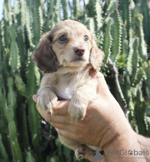 Photos supplémentaires: Chiots teckels