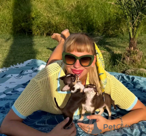 Photo №1. chihuahua - à vendre en ville de Tennessee City | 775€ | Annonce №167174