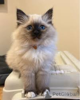 Photo №3. Pyhän Birman pentuja myynnissä. La finlande