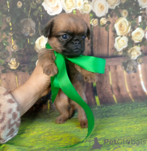 Photo №3. Fille aux cheveux roux brabanson. Fédération de Russie