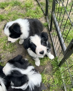 Photo №1. border collie - à vendre en ville de Berne | négocié | Annonce №120108