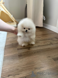 Photo №4. Je vais vendre spitz nain en ville de Wrocław. éleveur - prix - négocié