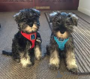Photo №1. schnauzer miniature - à vendre en ville de Québec | 678€ | Annonce №162776