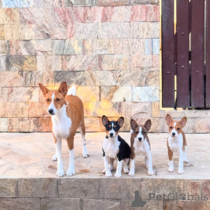 Photo №1. basenji - à vendre en ville de Station Nord | négocié | Annonce №170480