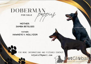 Photo №1. dobermann - à vendre en ville de Temerin | négocié | Annonce №112496