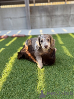 Photo №1. teckel - à vendre en ville de Helsinki | 500€ | Annonce №164019