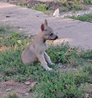 Photo №4. Je vais vendre chien-loup tchécoslovaque en ville de Панчево. éleveur - prix - négocié