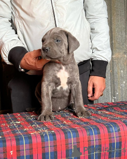 Photo №4. Je vais vendre cane corso en ville de San Antonio. éleveur - prix - 1420€