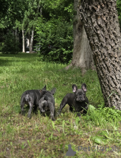 Photo №4. Je vais vendre bouledogue en ville de Rivière moscou. éleveur - prix - 862€