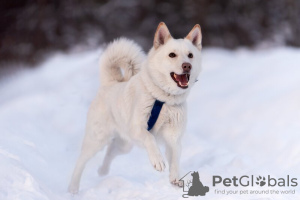 Photo №3. Le beau Amir est entre de bonnes mains.. Fédération de Russie