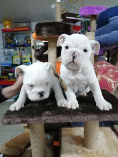 Photo №3. Des bébés bulldog anglais prêts à emménager dans une nouvelle maison. Biélorussie