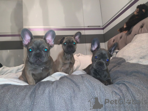 Photo №4. Je vais vendre bouledogue en ville de Delta. annonce privée, éleveur - prix - 331€