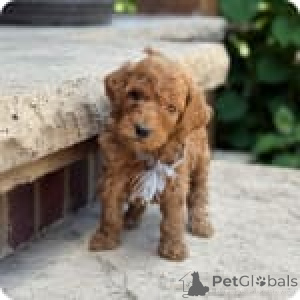 Photo №3. Zoe. USA