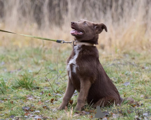 Photo №3. Qui a besoin de tendresse ?. Fédération de Russie