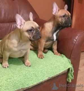 Photo №1. bouledogue - à vendre en ville de Smederevo | négocié | Annonce №89249