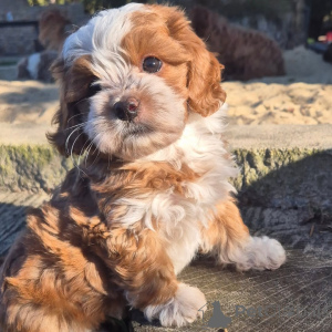 Photo №2 de l'annonce № 170479 de la vente bichon havanais - acheter à Grèce 