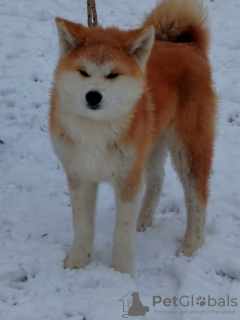 Photo №1. akita (chien) - à vendre en ville de Kruševac | négocié | Annonce №129126