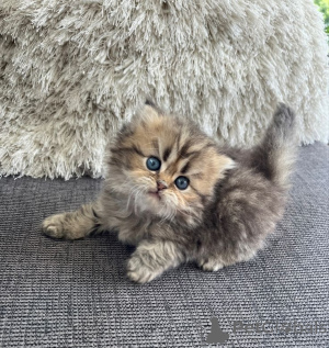 Photo №3. Chat persan. Allemagne