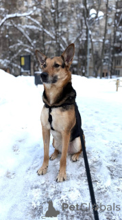 Photo №4. Je vais vendre chien bâtard en ville de Khimki. annonce privée - prix - Gratuit