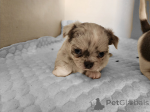 Photo №2 de l'annonce № 136793 de la vente  - acheter à Israël annonce privée