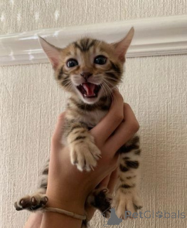 Photo №4. Je vais vendre bengal en ville de Almer. annonce privée - prix - 540€