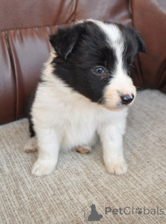 Photo №3. Border Collie Puppies à vendre. Serbie