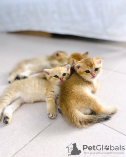 Photo №1. scottish fold - à vendre en ville de Berne | négocié | Annonce № 120130