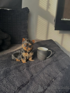 Photo №2 de l'annonce № 168619 de la vente yorkshire terrier - acheter à Allemagne éleveur