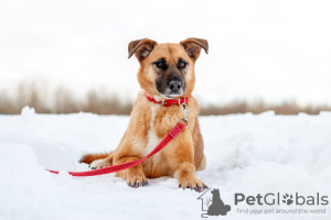 Photo №2 de l'annonce № 78102 de la vente chien bâtard - acheter à Fédération de Russie de l'abri