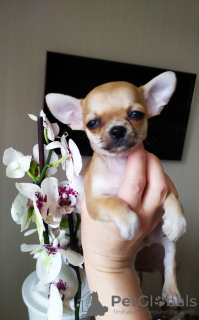 Photo №4. Je vais vendre chihuahua en ville de New york. annonce privée - prix - 379€