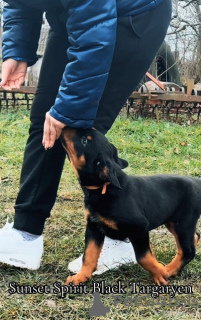 Photo №1. rottweiler - à vendre en ville de Zrenjanin | Gratuit | Annonce №129651