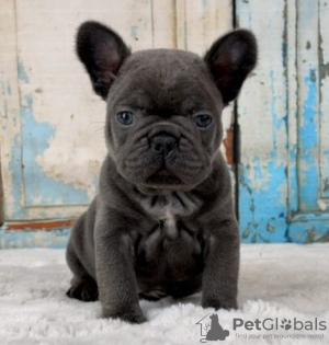 Photo №1. bouledogue - à vendre en ville de Enontekiö | Gratuit | Annonce №128346