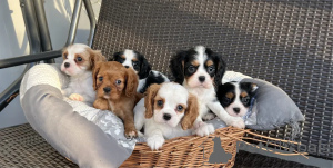 Photo №1. cavalier king charles spaniel - à vendre en ville de Cologne | négocié | Annonce №175274