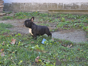 Photo №3. Chiots bouledogue français. Serbie