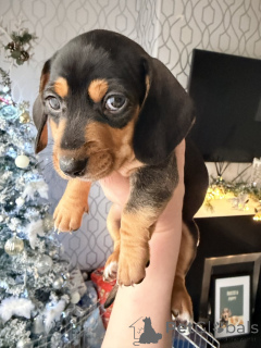 Photo №4. Je vais vendre chien bâtard en ville de ADÉLAÏDE. annonce privée - prix - 872€