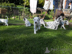 Photo №3. Chiots Dalmatiens. Suède