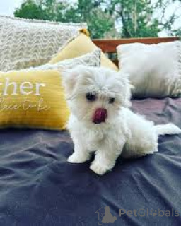 Photo №4. Je vais vendre bichon maltais en ville de Vienne. annonce privée, éleveur - prix - 700€