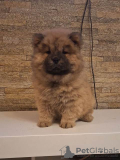 Photos supplémentaires: Chiots Chow-Chow