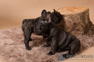 Photo №1. bouledogue - à vendre en ville de Munich | 400€ | Annonce №124650