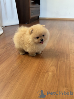 Photo №3. Boy ours, caca. Fédération de Russie