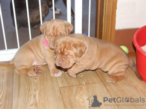 Photo №1. dogue de bordeaux - à vendre en ville de Гамбург | 200€ | Annonce №124480