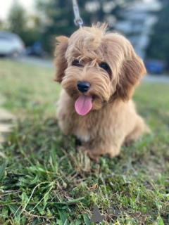 Photos supplémentaires: Bichon Bichon Havanais Mâle disponible pour la reproduction