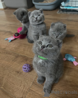 Photo №1. british shorthair - à vendre en ville de Augustdorf | négocié | Annonce № 158816