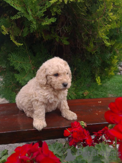 Photo №2 de l'annonce № 74953 de la vente labradoodle - acheter à Serbie éleveur