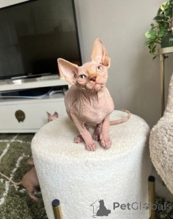Photo №1. sphynx - à vendre en ville de Badgastein | 350€ | Annonce № 171013
