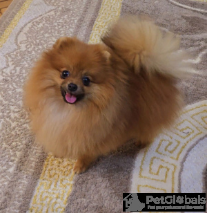 Photo №3. Chiots de Spitz miniatures poméraniens. Serbie